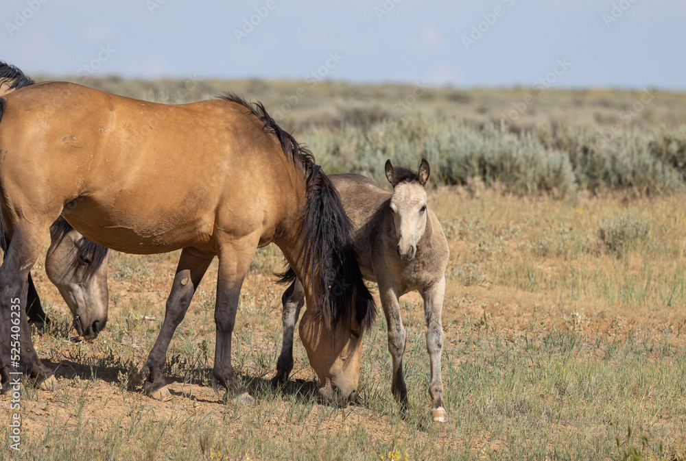 Wild Horse Mare and Foal in the Wyoming Desert in Summer Wild Horse Mare and Foal in the Wyoming Desert in Summer