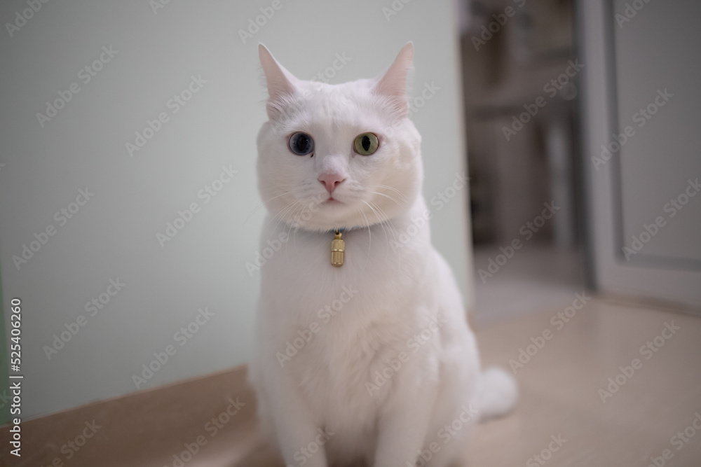 White cat with different eye colors White cat with different eye colors