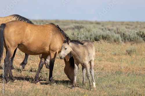 Wild Horse Mare and Foal in the Wyoming Desert in Summer