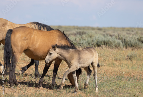 Wild Horse Mare and Foal in the Wyoming Desert in Summer © natureguy
