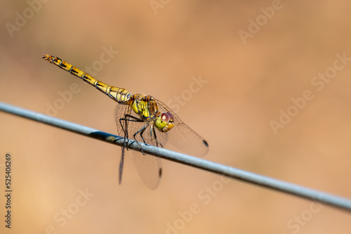 Female ruddy dartar dragonfly, sympetrum sanguineum, perched on fence wire