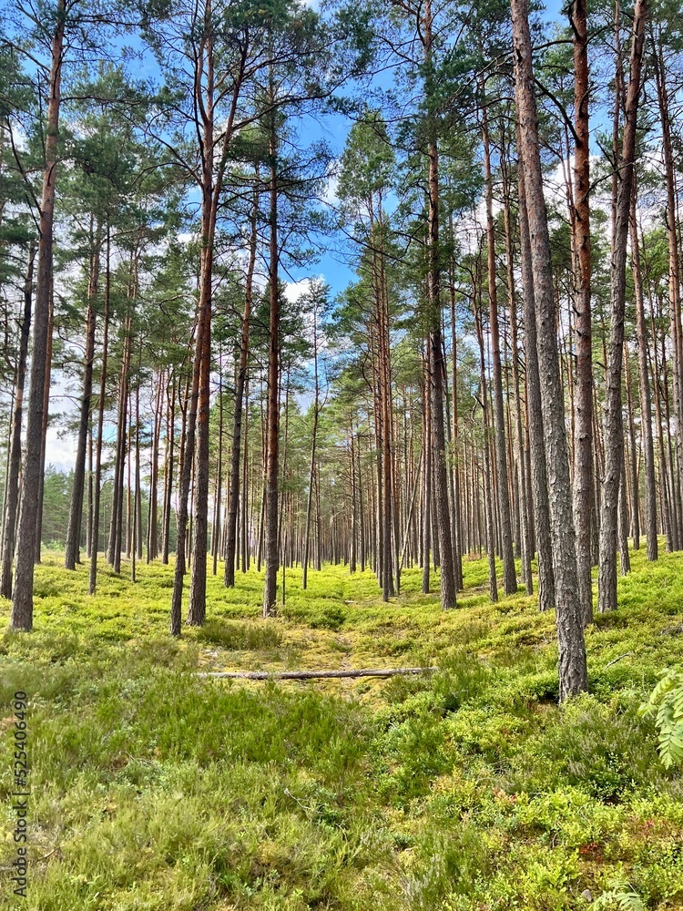 Obraz premium pine forest in the morning
