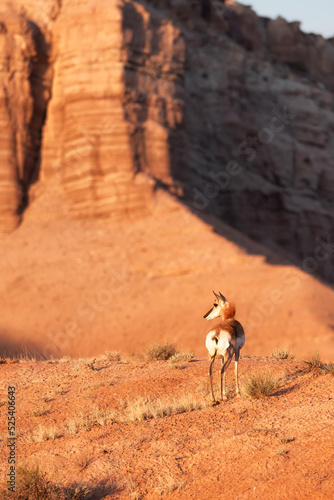 Antelope in the desert during morning sunrise. Utah, United States of America.