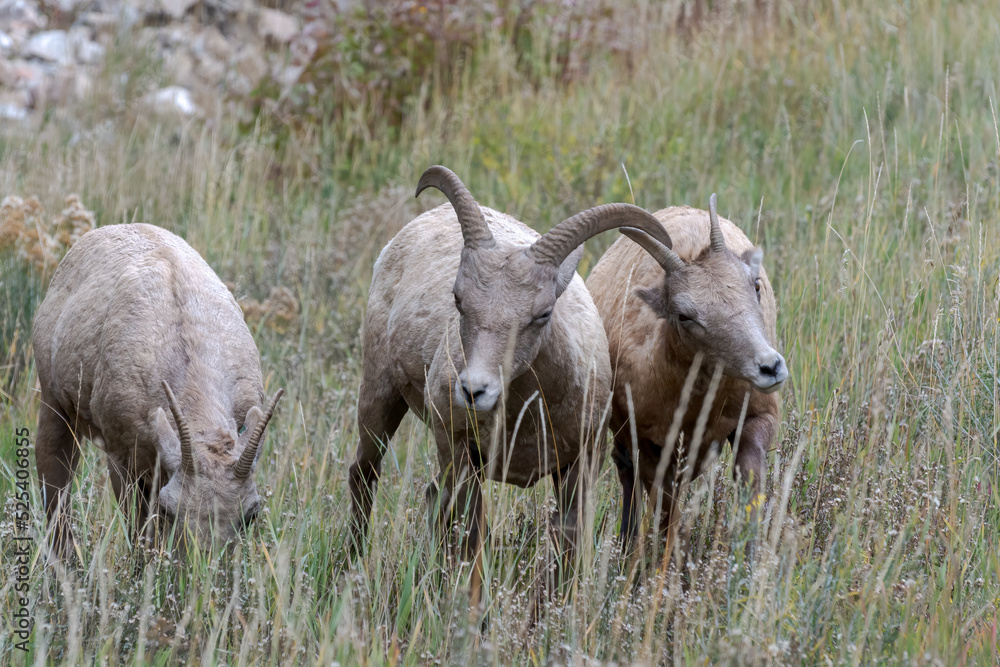 Bighorn Sheep, Ovis canadensis, on a hillside in Wyoming Bighorn Sheep, Ovis canadensis, on a hillside in Wyoming