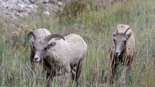 Bighorn Sheep, Ovis canadensis, on a hillside in Wyoming