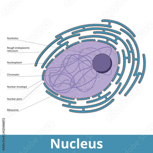 The nucleus. A membrane-bound organelle with nuclear envelope, nucleolus, cellular cytoplasm,  nuclear pores. It's surrounded by rough endoplasmic reticulum and ribosomes. photo