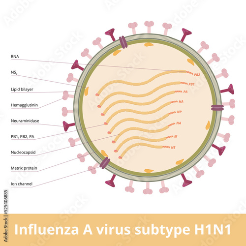 Influenza A virus subtype H1N1.	An orthomyxovirus that contains glycoproteins, hemagglutinin and neuraminidase and causes Spanish flu, swine flu. Viral cell. photo