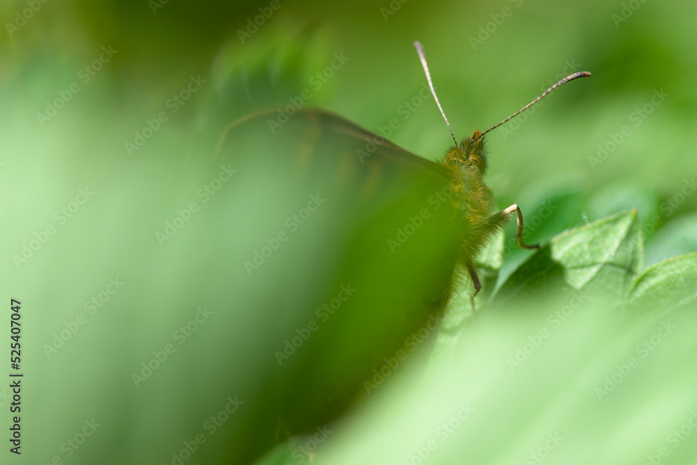 Macro of a Lasiommata megera butterfly on a leaf Macro of a Lasiommata megera butterfly on a leaf