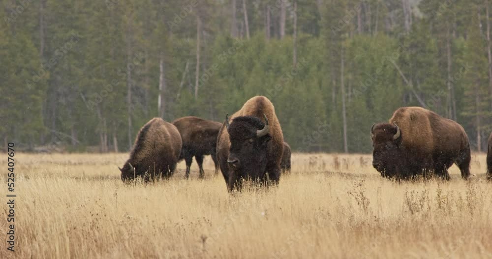 Buffalos in a snowy grass plain in Yellowstone National Park Buffalos in a snowy grass plain in Yellowstone National Park