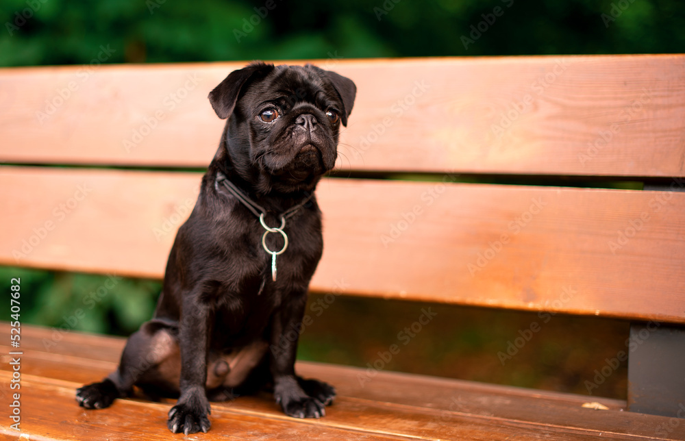 The pug is six months old. He is sitting on a bench. The black dog has a collar with a pendant around its neck. It is against the background of blurred green trees. The photo is blurred