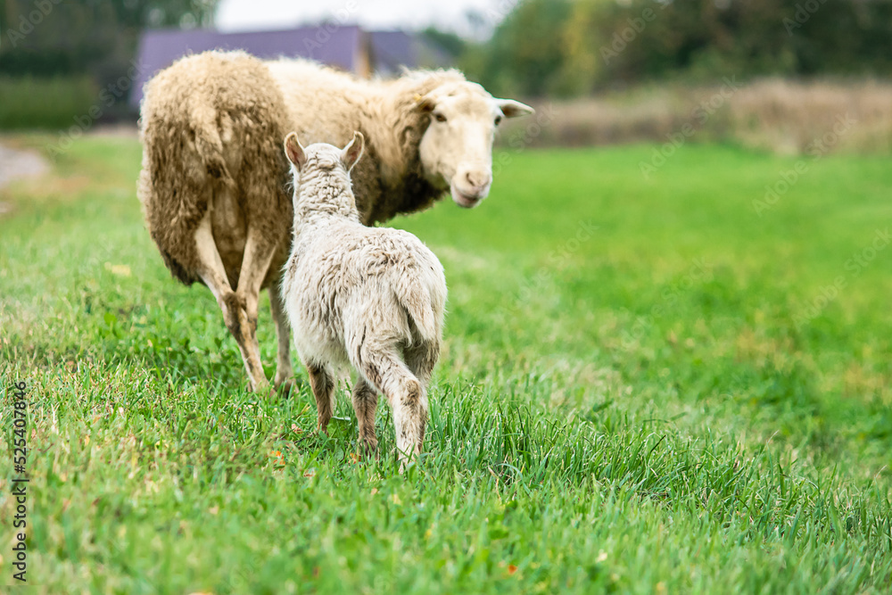 Brown sheep and lamb graze on farmers pasture. Rural life, cattle breeding. Brown sheep and lamb graze on farmers pasture. Rural life, cattle breeding.
