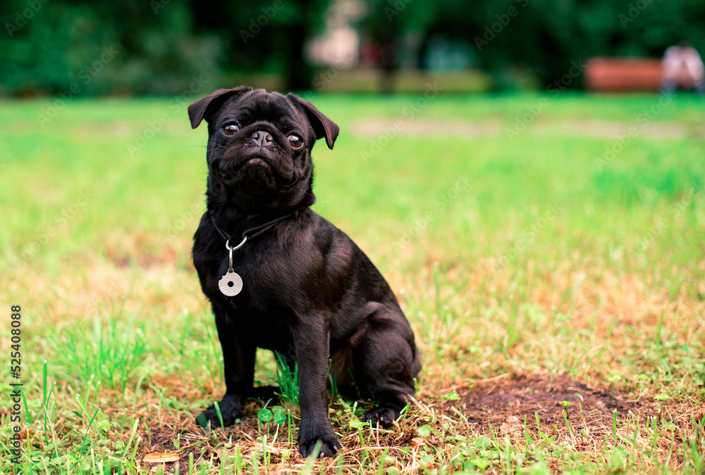 A black pug dog is sitting on the grass. He looks directly into the camera against a background of blurred trees. The dog has a collar. Photo is blurred.