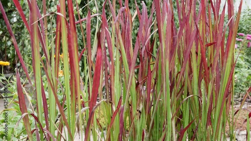 Imperata cylindrical Red Baron or alang-alang. Ornamental grasses and cereals in the herb garden.