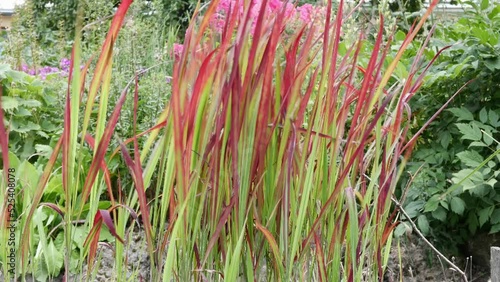Imperata cylindrical or alang-alang Red Baron in garden. Decorative grasses with red leaves in landscape design