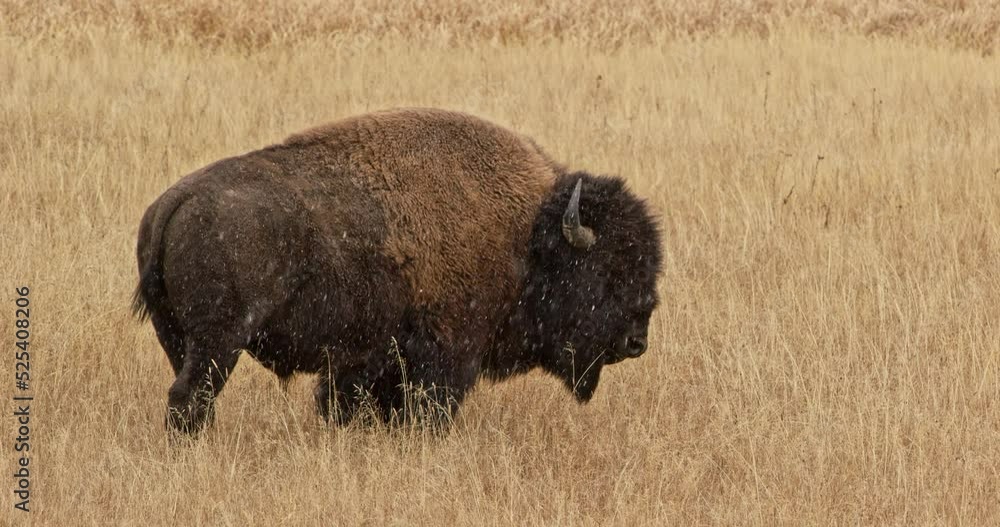 Buffalos in a snowy grass plain in Yellowstone National Park Buffalos in a snowy grass plain in Yellowstone National Park