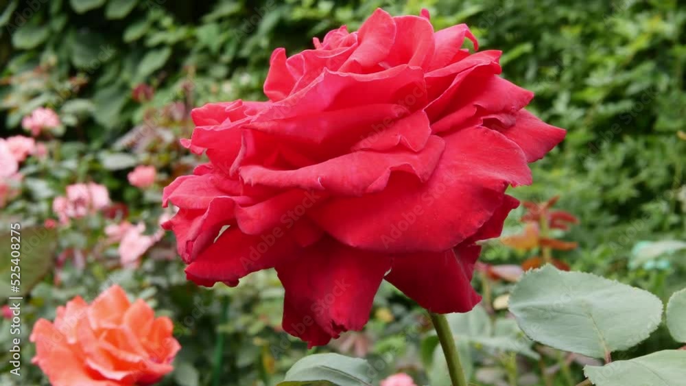Beautiful red rose in the rose garden Beautiful red rose in the rose garden