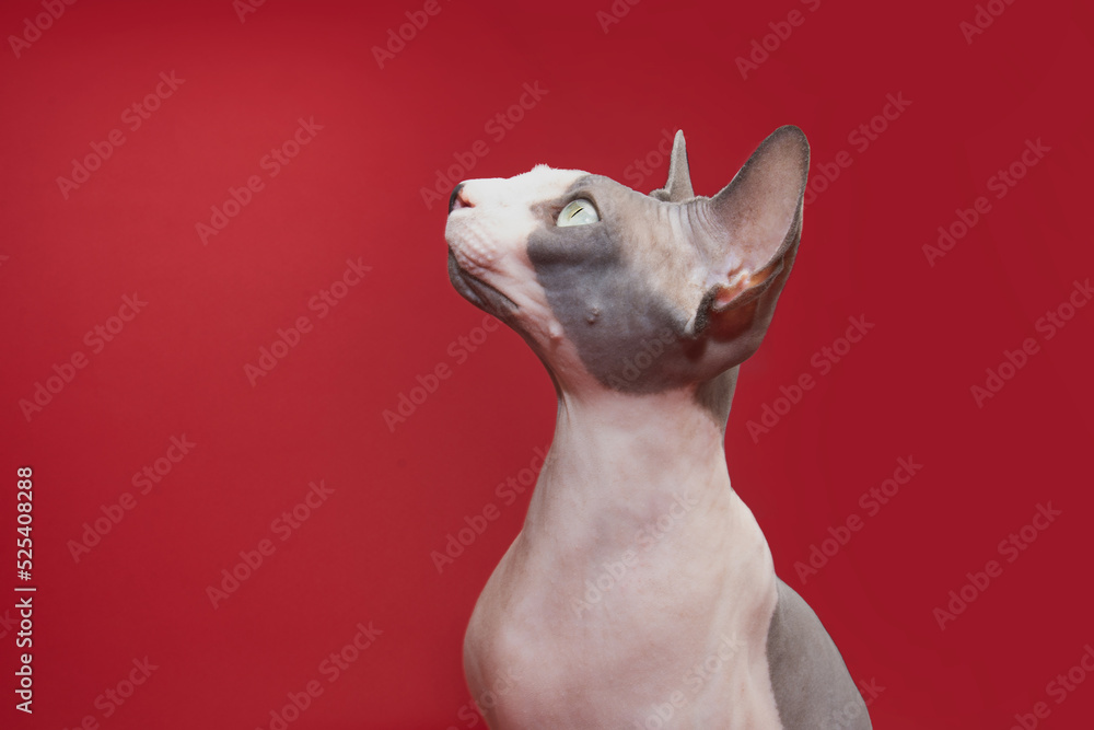Portrait attentive and concentrate sphynx cat looking away. Isolated on red background