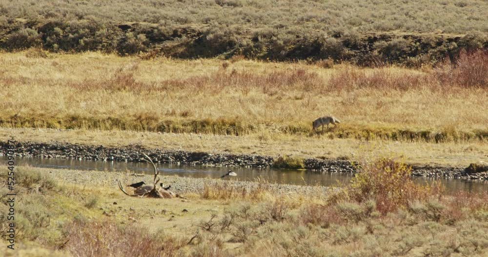 Coyotes feast on an animal carcass in Yellowstone National Park