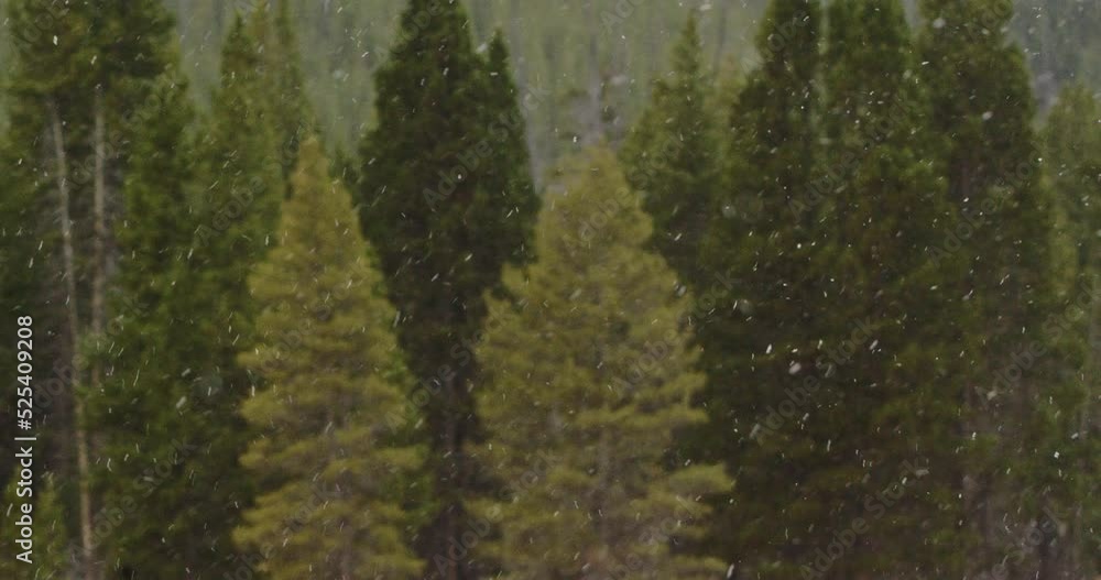 Snow falling over trees in Yellowstone National Park Snow falling over trees in Yellowstone National Park
