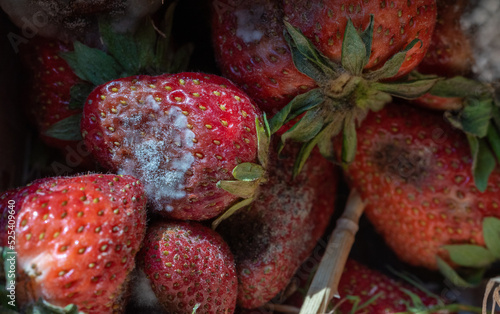 Strawberries with mold. Strawberry diseases and storage. Red ripe fruits picked from the field. Rotten overripe fruit close-up.