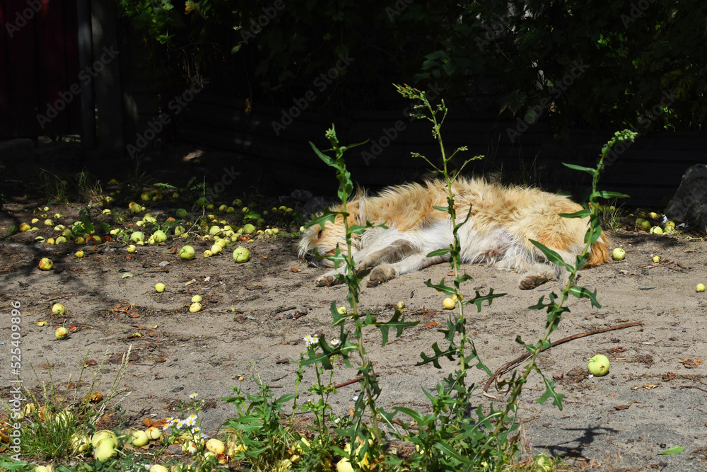 Animals of war 2022. Homeless and lost pets concept. A redheaded dog sleeps waiting for its owners after bombing attacks Animals of war 2022. Homeless and lost pets concept. A redheaded dog sleeps waiting for its owners after bombing attacks