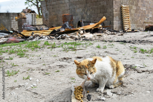Animals of war 2022. A homeless cat sits and eats in the front of a bombed-out house after attacks by russian army