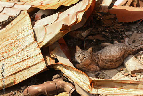Animals of war 2022. A homeless cat hides in a destroyed in house after rocket bombing attacks by russian army