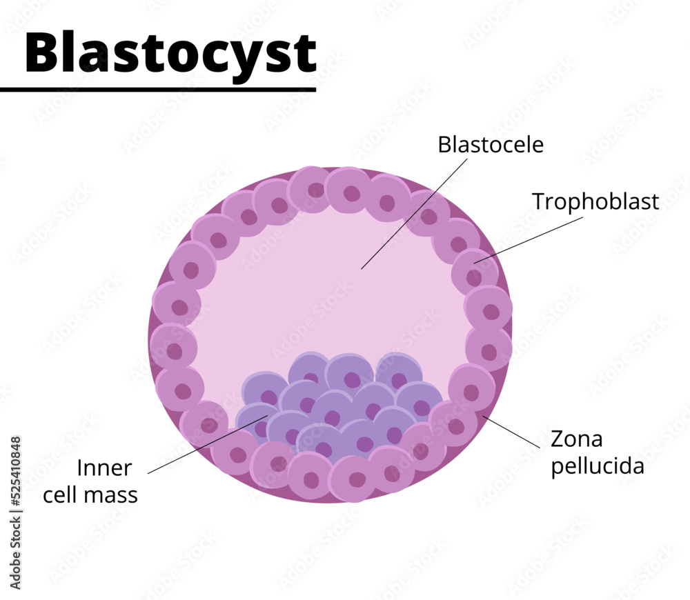 Blastocyst structure. Embryology. First week of pregnancy. Stem cells