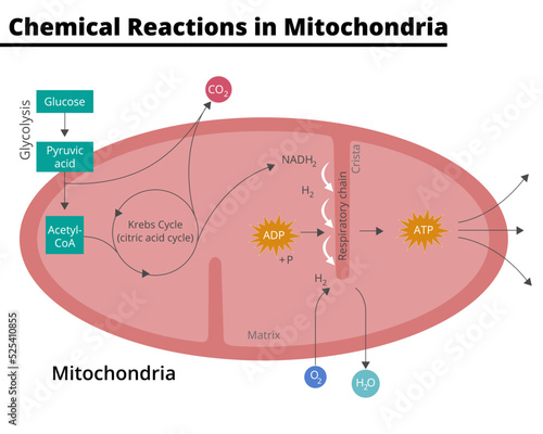 Diagram showing the chemical reactions that take place in mitochondria. Glycolysis, krebs cycle, respiratory chain, ATP synthesis, cellular respiration. Vector illustration. Didactic illustration.
