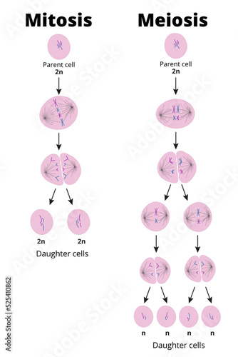 Tableau sur toile Difference between mitosis and meiosis