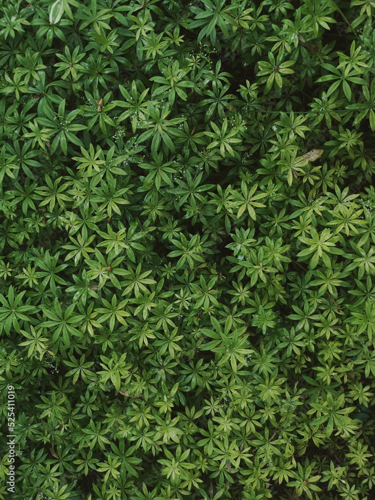 All green All green