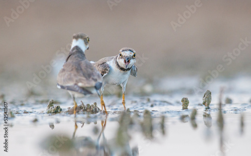 Little Ringed Plover (Charadrius dubius) is one of the most common waterfowl in the Tigris Valley.