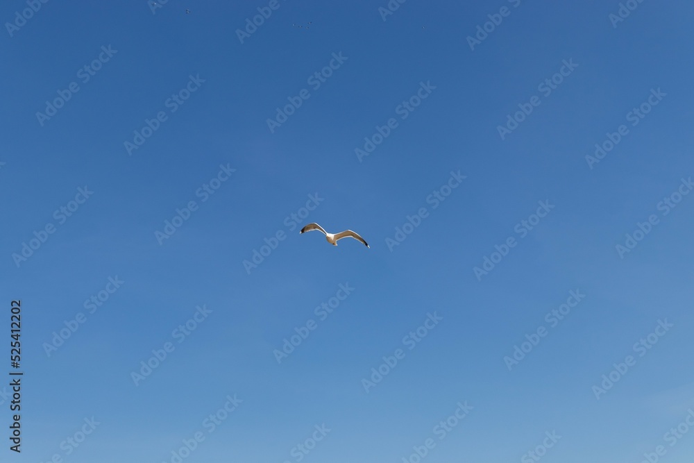 seagull in flight over a cloudless blue sky