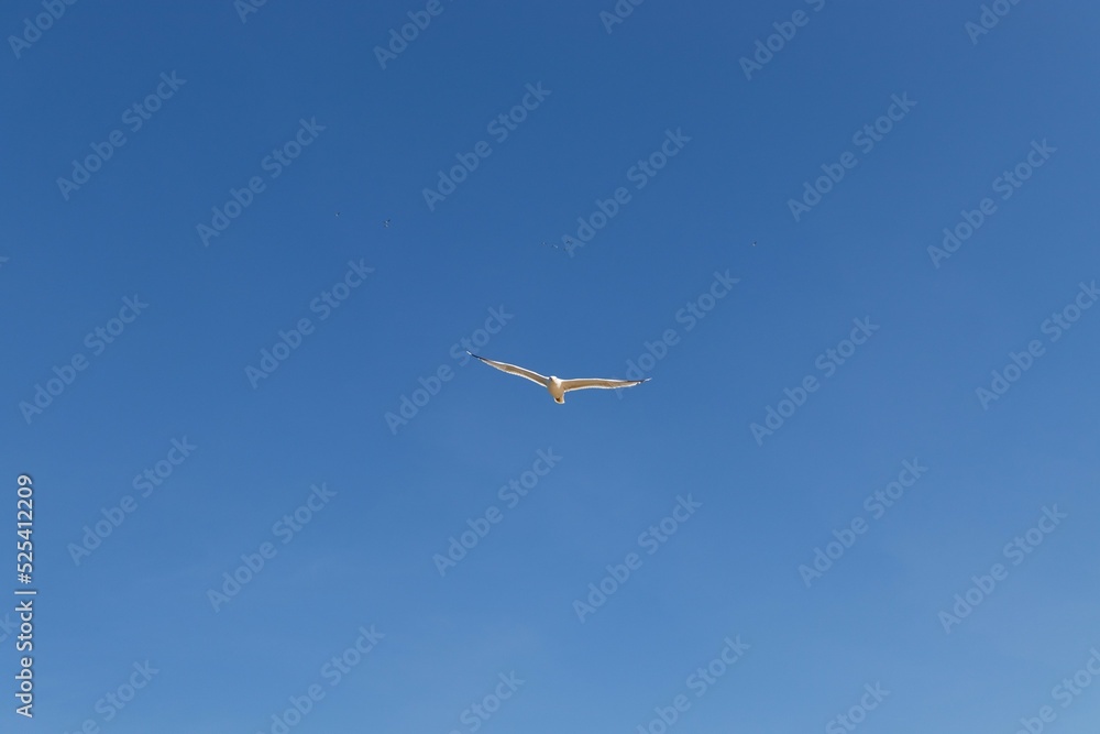 seagull in flight over a cloudless blue sky seagull in flight over a cloudless blue sky