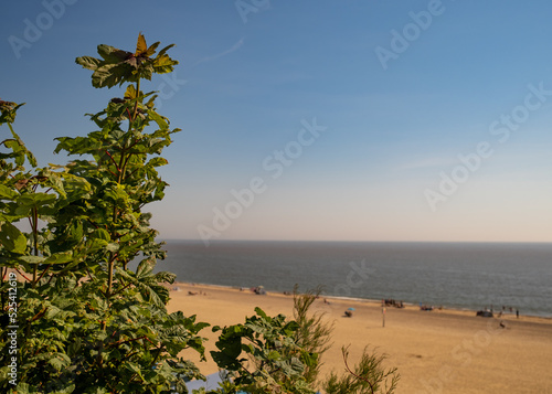 Foto Close up of green bush with the Suffolk coast in the distance