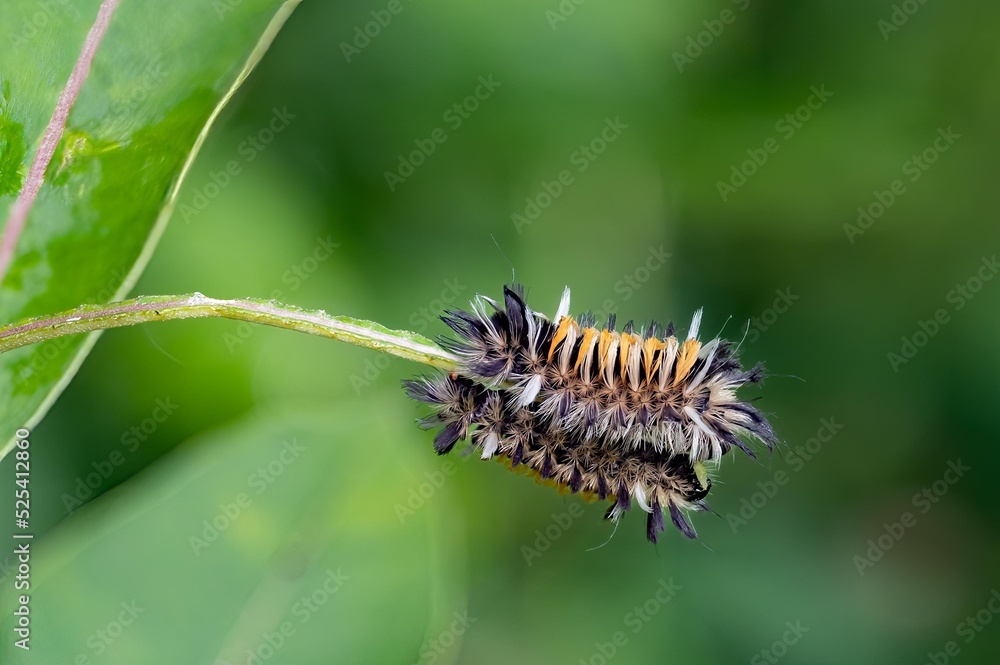 Two Milkweed tiger moth caterpillars feeding on milkweed leaves