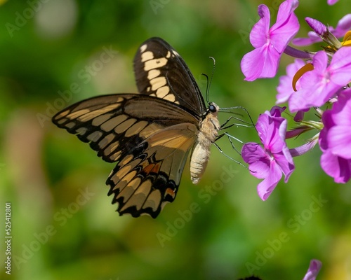 Giant swallowtail butterfly pollinating purple phlox flowers in a garden