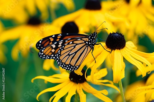 Monarch butterfly pollinating rudbeckia flowers in a garden