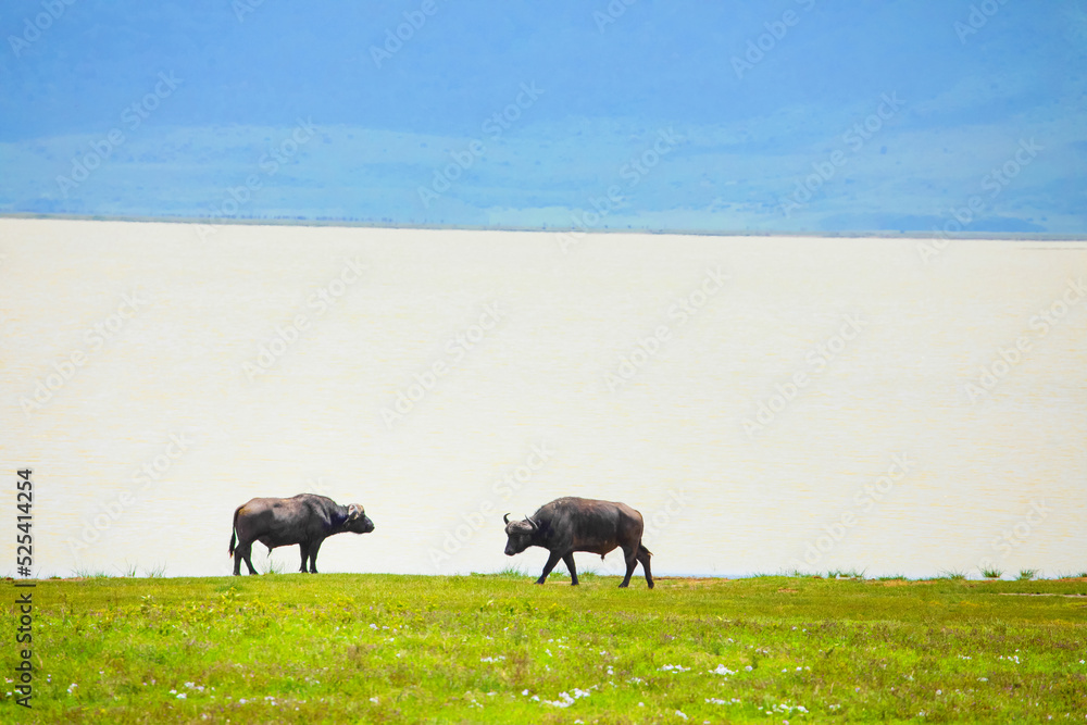 Obraz premium African buffalo stands on the shore of a lake in the Ngorongoro African National Park with blue mountains in the background