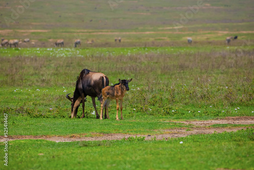  a newborn cub of wildebeest next to his mother stands very close on a green meadow in the African Ngoro Ngoro Park