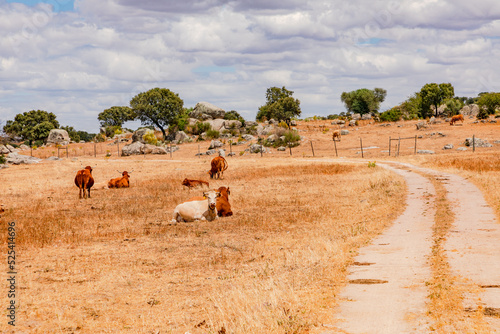 Livestock farming on dry fields with olive trees and rocks in hot Alentejo, Portugal