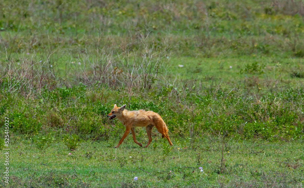 Naklejka premium One of alert golden jackal in Ngorongoro Crater Conservation Area in Tanzania, Africa. very rarely seen and are omnivores.