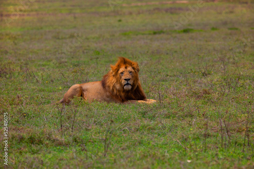 a large wild African lion lies on the green grass and looks into the camera. in ngorongoro national park in africa