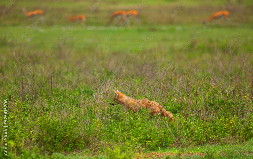 One of alert golden jackal hunting in Ngorongoro Crater Conservation Area in Tanzania, Africa. very rarely seen and are omnivores. One of alert golden jackal hunting in Ngorongoro Crater Conservation Area in Tanzania, Africa. very rarely seen and are omnivores.