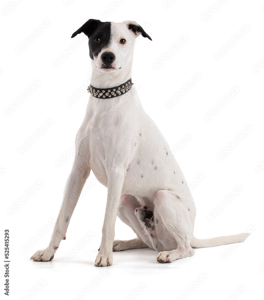 cute punk white dog with a black stain