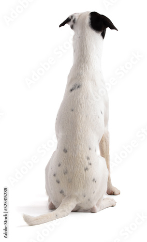 cute white dog with a black stain sitting back view