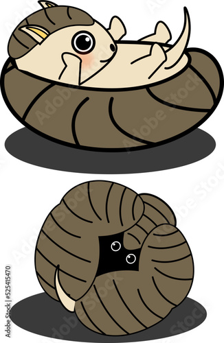 かわいいアルマジロまるくなる