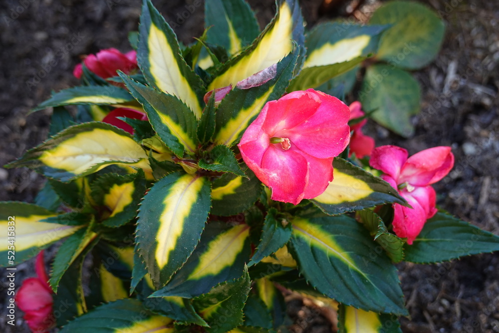 Closeup SunPatiens Compact Tropical Rose Impatiens Plants. Resistant to