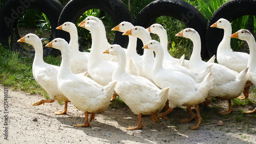 Fotografiet Flock of domestic geese on a green meadow