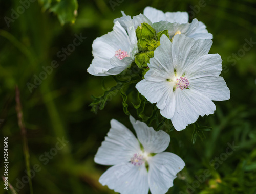 Canvastavla Musk mallow flower, blooming tender white summer Malva moschata flower branch